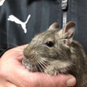 ブルーデグーの里親様募集