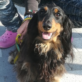 可愛いブラックタンの男の子