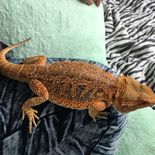 フトアゴヒゲトカゲ  問い合わせ多数のため一時停止