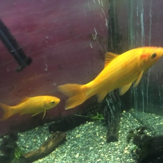 二匹の金魚の里親探しています。