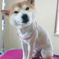 具志犬