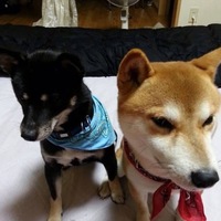 ちょっちゅ