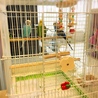 里親募集しています サムネイル4