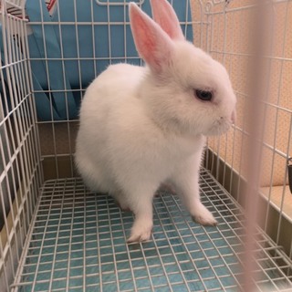 ヒト懐っこく可愛いブルーアイドホワイトのうさぎ