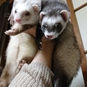 フェレットの兄妹です
