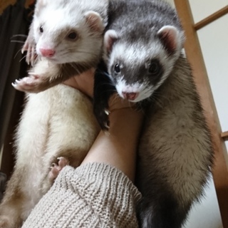 フェレットの兄妹です