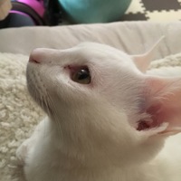 ゆき