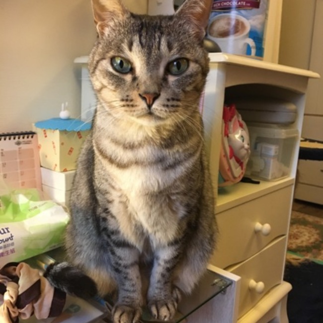 早津寧々のカバー写真