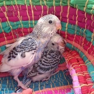 セキセイインコ雛の里親さん募集！