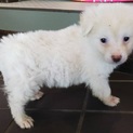 ☆ふわふわ真っ白子犬　☆