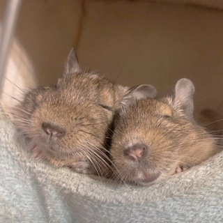 生後約5ヶ月 デグーくん