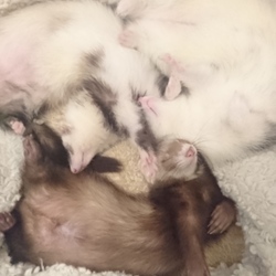 フェレットの寝方☆早く会いたい☆