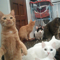 猫のごえんむすび