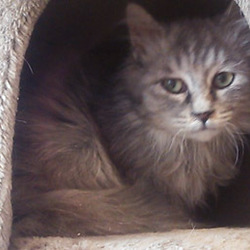 猫のごえんむすび サムネイル2