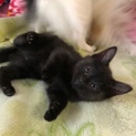 黒猫男の子くん