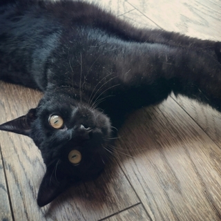 黒猫マニア必見！黒豹のようにカッコイイさらさら君！