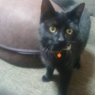 野良猫を保護しています。のんのちゃん