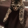 ジュディ