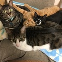 オス４匹♂仲良し見ててほっこり