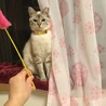 小春