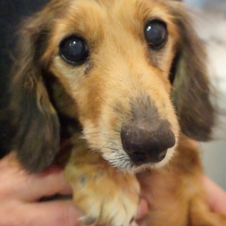 Mダックス　12～15歳　仮名☆鈴（すず）