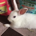 ミニウサギ(♂)
