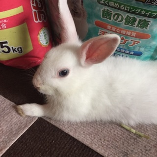 ミニウサギ(♂)