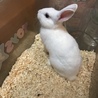ミニウサギ(♂) サムネイル2