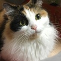 長足マンチカンの里親募集です！