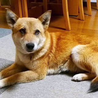 落ち着いたおとなのレディ みいちゃん
