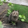 目力弱めのぼくちゃん サムネイル4