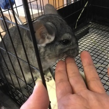 チンチラのゆき