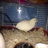 ヒメウズラのココ