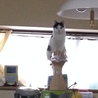 実家のカイ