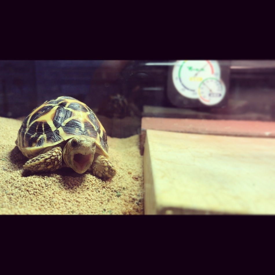 eleganceのカバー写真