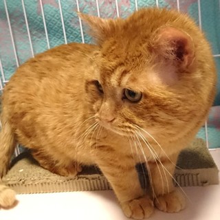 里親様決定！『ししまる』くん