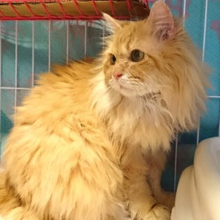 里親様決定！『メル』くん♂