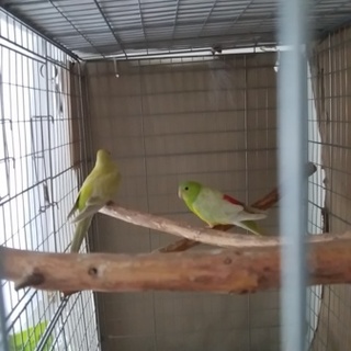 美声インコ（ペア＝2羽）お願い致します。