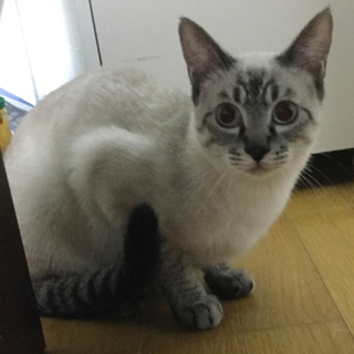 シャム猫風味のサム君、ご家族募集中