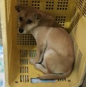 可愛い子犬、女の子  3月26日期限です！
