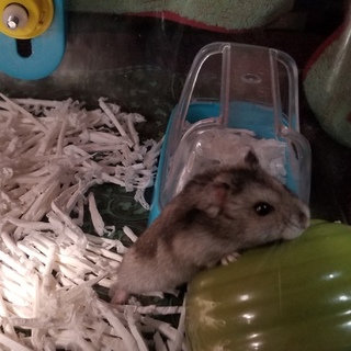 ジャンガリアンハムスター　オスとメス