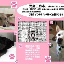 倉敷市児島駅前三白市　倉敷市保健所ボランティアKAR譲渡会 サムネイル1