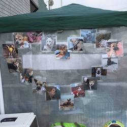 倉敷市児島駅前三白市　倉敷市保健所ボランティアKAR譲渡会 サムネイル3