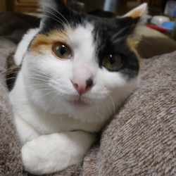 「我が家に来て７ケ月」サムネイル1