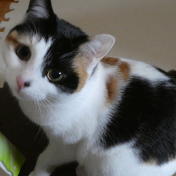 「我が家に来て７ケ月」サムネイル2