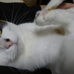 「我が家に来て７ケ月」サムネイル3