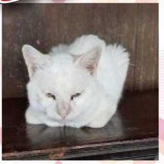 家にいられなくなる猫たちです！