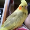みぃーみぃ