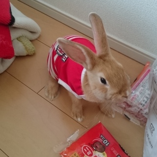 ミニウサギの里親さん募集します。
