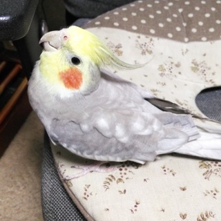 オカメインコの男の子です